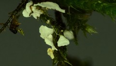 Rimbachia neckerae