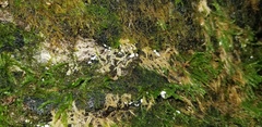 Rimbachia neckerae