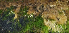 Rimbachia neckerae