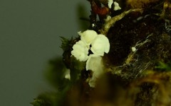 Rimbachia neckerae