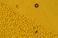 Rimbachia neckerae