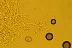 Rimbachia neckerae