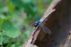 Orthetrum luzonicum