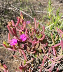 Ruschia cedarbergensis
