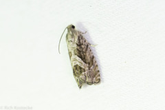 Cydia lacustrina