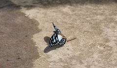 Graphium leonidas leonidas