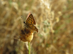 Lycaena bleusei