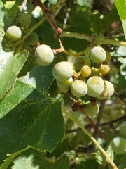 Vitis monticola