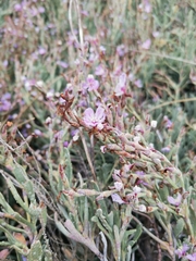 Limoniastrum monopetalum