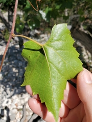 Vitis monticola
