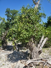 Vitis monticola