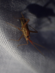 Miridius quadrivirgatus