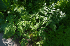 Chaerophyllum aureum