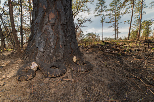 Florida Cottonmouth, photo 6 of 10