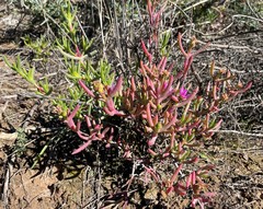 Ruschia cedarbergensis