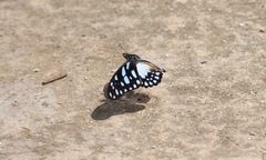Graphium leonidas leonidas