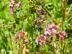 Melanargia lachesis