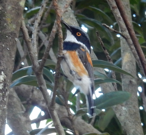 Batis capensis