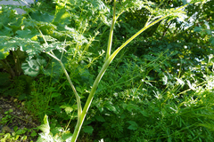 Chaerophyllum aureum