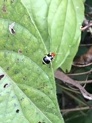Gynandrobrotica