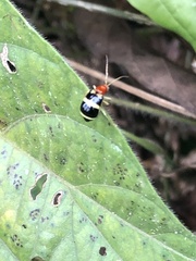 Gynandrobrotica