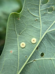 Neuroterus umbilicatus