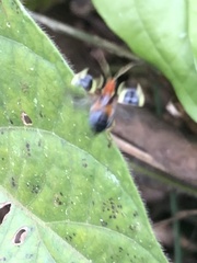 Gynandrobrotica