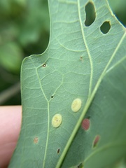 Neuroterus umbilicatus