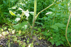 Chaerophyllum aureum