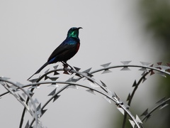 Cinnyris erythrocercus