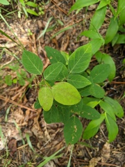 Desmodium floridanum