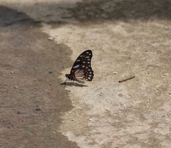 Graphium leonidas leonidas