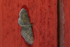 Eupithecia denotata