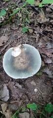 Russula parazurea