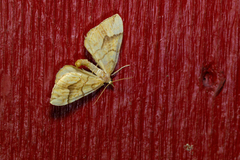 Eulithis mellinata
