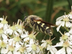 Stratiomys singularior