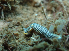 Dermatobranchus striatus