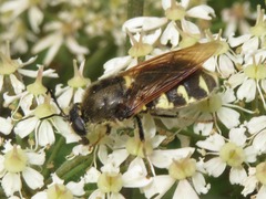 Stratiomys singularior