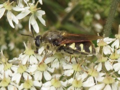 Stratiomys singularior