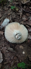 Russula parazurea