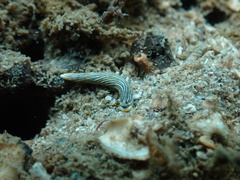 Dermatobranchus striatus