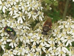 Stratiomys singularior