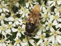 Stratiomys singularior