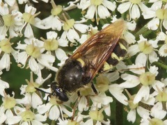 Stratiomys singularior