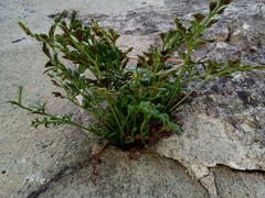 Asplenium ruta-muraria ruta-muraria