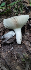 Russula parazurea