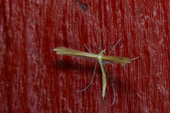 Stenoptilia pterodactyla