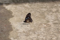 Graphium leonidas leonidas