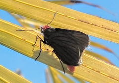 Pyrrhopygopsis socrates
