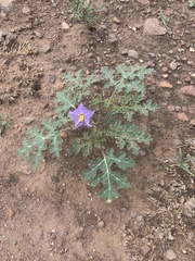 Solanum citrullifolium